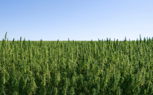 Cannabis crop field hemp