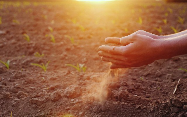 Costa Group puts hand out as drought hurts its bottom line