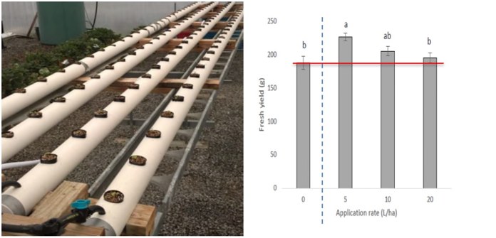 Hydroponic conditions bok choy yield OHD