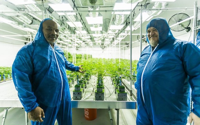 Mike Tyson growing cannabis ranch