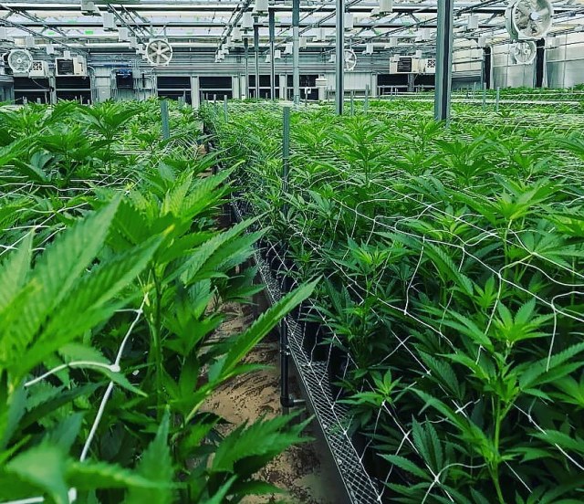 Tyson ranch growing plants