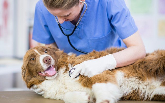 PharmAust seeks more canine participants for phase IIb lymphoma trial using lead drug monepantel