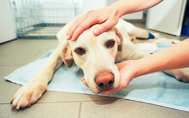 PharmAust secures new lead researcher for phase IIb monepantel trial on canine lymphoma