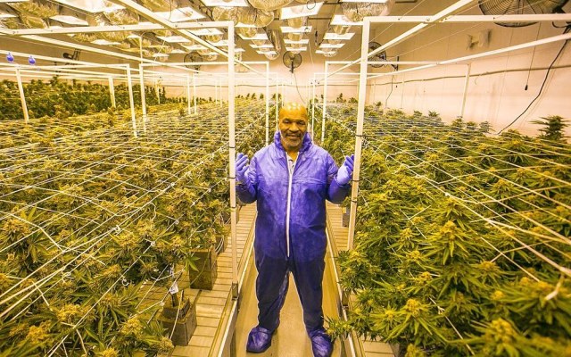 Mike Tyson ranch cannabis