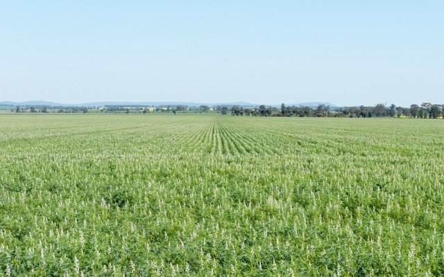 Wide Open Agriculture moves closer to commercialising lupin protein technology
